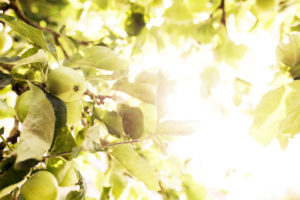 Apples on tree in the back light Apples on tree in the back light